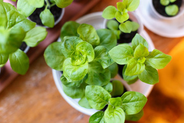 Petunia flower seedling in plastic pots