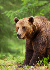 Obraz na płótnie Canvas Eurasian brown bear male in boreal forest