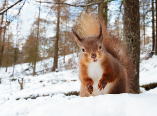 Close up of a red squirrel in winter in natural habitat