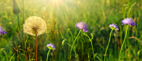 Spring flowers and dandelion in sunlight.