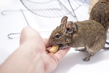 Small Australian home pet Degu.