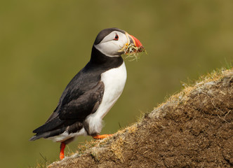 Atlantic puffin with nesting material in the beak