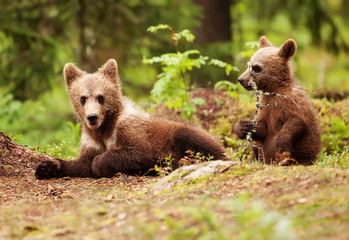 Naklejka premium Close up of Eurasian brown bear cubs playing in the forest