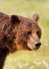 Fototapeta na wymiar Portrait of a dominant brown bear male