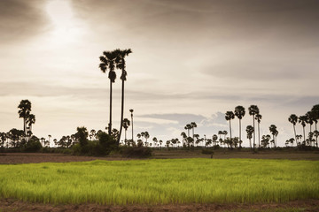 Reisfeld in Kambodscha, Nähe von Siem Reap, Abseits der Hauptstrasse, unterwegs mit einem Tuktuk