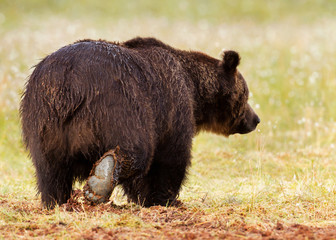 Huge brown bear leaving a swamp
