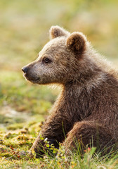 Close up of a cute Eurasian brown bear cub sitting in the forest © giedriius