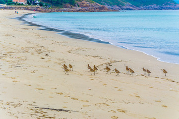 Gaviotas en el mar