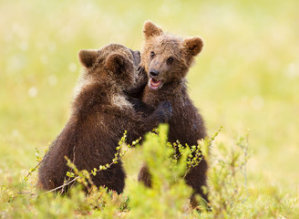 Two cute Eurasian brown bear cubs play-fighting