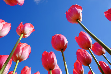 Tulips backlit sun