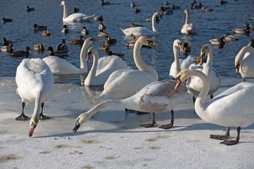 Swans on snow