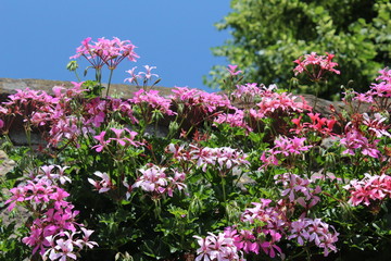 Obraz premium Flores del campo