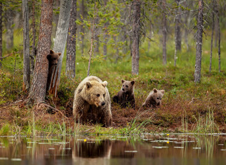 Naklejka premium Eurasian brown bear cubs playing with a mom by the pond