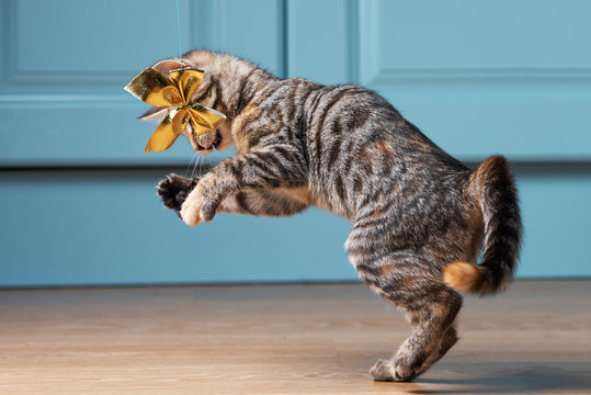 Cat Is Catching Ribbon With Bow.