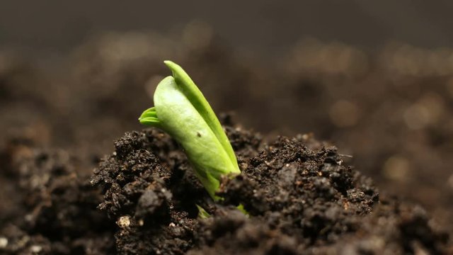Growing green bean plant. Timelapse growing, Closeup nature shoot.
