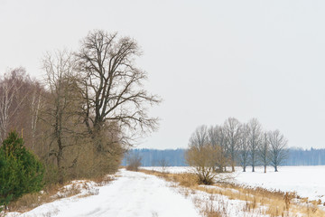 Early spring in the forest