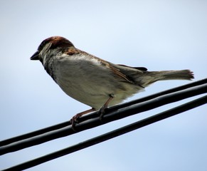 Male house sparrow (Passer domesticus) perched on a wire.