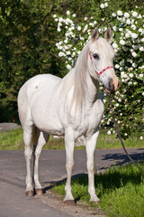Obraz na płótnie Canvas Portrait of nice arabian horse