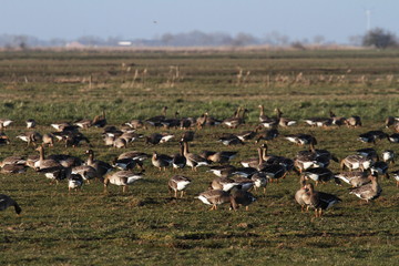 Blessgänse auf der Weide