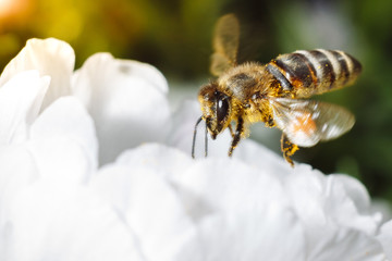 Bee on flower