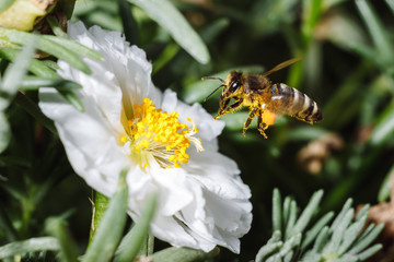 Bee on flower