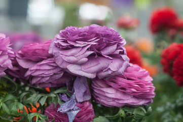 closeup of purple peonies in a greenhouse