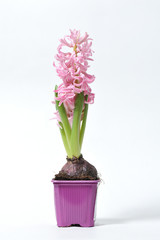 Naklejka na ściany i meble Beautiful and fresh hyacinth of pink color in a pot on a white background