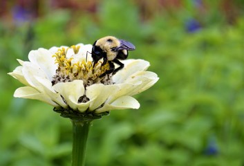 Bee Gathering Pollen