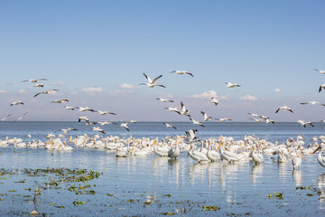 White pelican american winter immigration in mexico