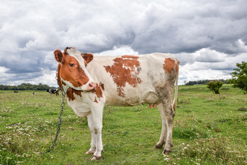 Fototapeta na wymiar Portrait of young red and white spotted cow. Cow full length close up. Cow grazing on the farm meadow