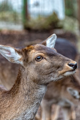 A Deer in the woods roams around and looks for food in winter