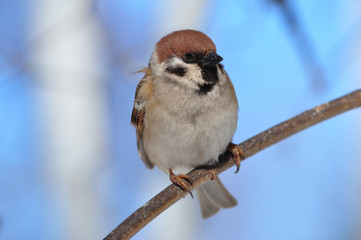 Eurasian tree sparrow sits on a thin branch very close.