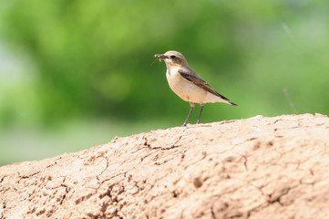 Northern wheatear stands on the cracked earth with a caught cockroach in its beak.