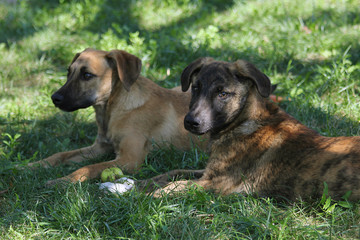 Black and brown dogs are sitting in grass