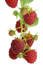 Red delicious organic raspberry. Isolated. Branch with berries. Close-up.