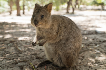 Quokka, Setonix brachyurus, image was taken on Rottnest Island, Western Australia