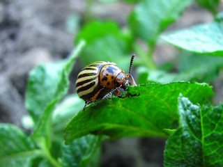 potato bug close up