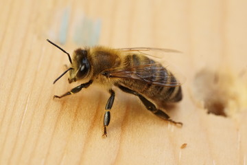 Macro Bee