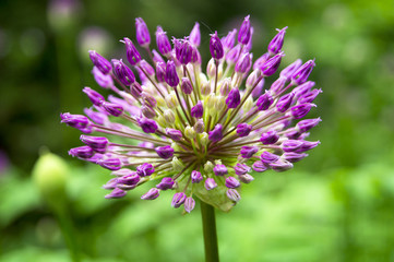 Feulette flower in the park