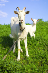 Obraz premium Goat and kid on the green field