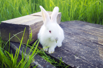 White rabbit sits on a tree box