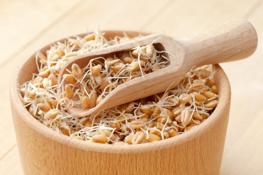 Wooden bowl and scoop filled of sprouted wheat seeds and sack of grains, nutrition healthy food.