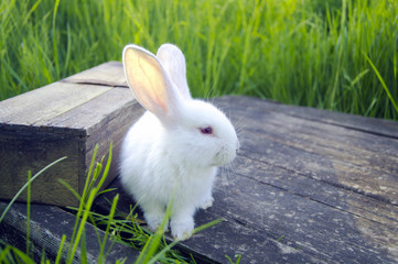 White rabbit sits on a tree box