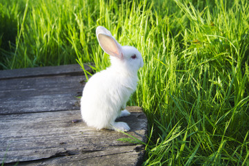 White rabbit sits on a tree box