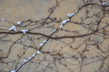 Hauswand bewachsen Bewuchs - Kletterpflanze im Winter 