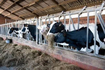 Foto auf Alu-Dibond Dairy cows in a farm © Erik_AJV