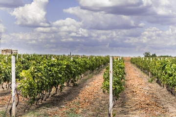 Fototapeta na wymiar Photo of a vineyard landscape.