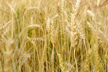 Barley in field conversion test at North Thailand,rice golden color