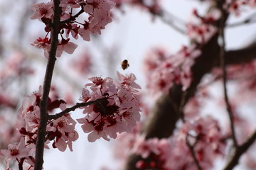Cherry tree bloom and bees polinating
