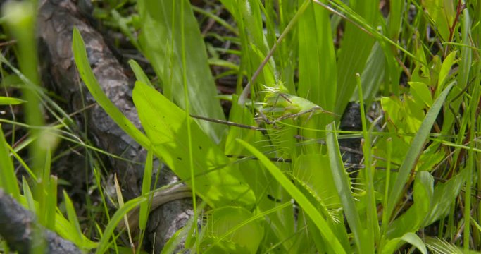 a venus fly trap in the wild